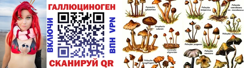 Купить  Городец  Псилоцибиновые грибы прущие грибы 